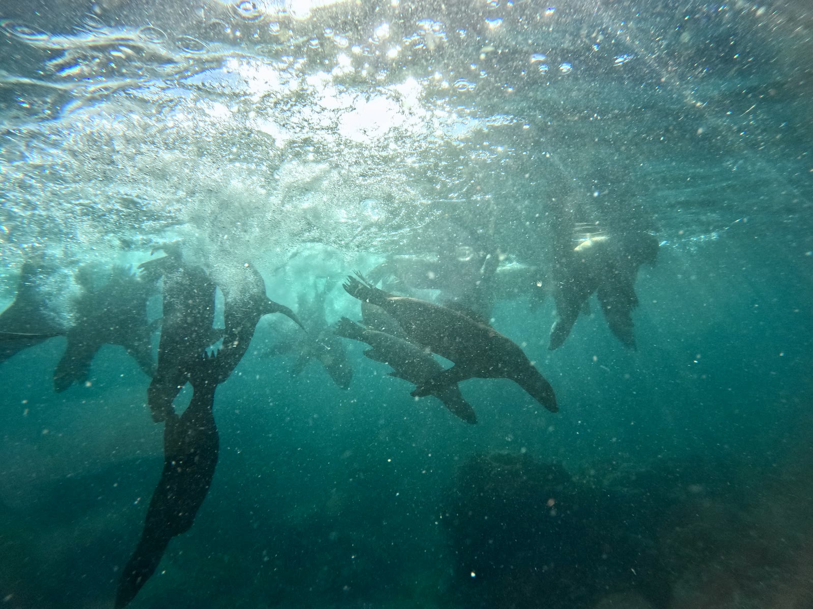 Sea of Cortez