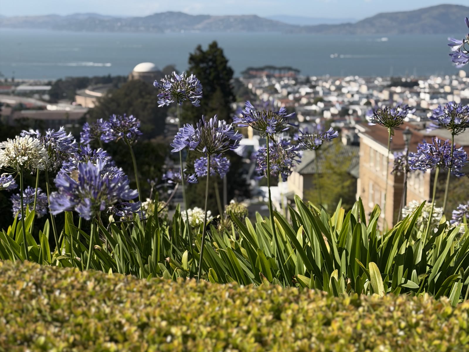 Pacific Heights